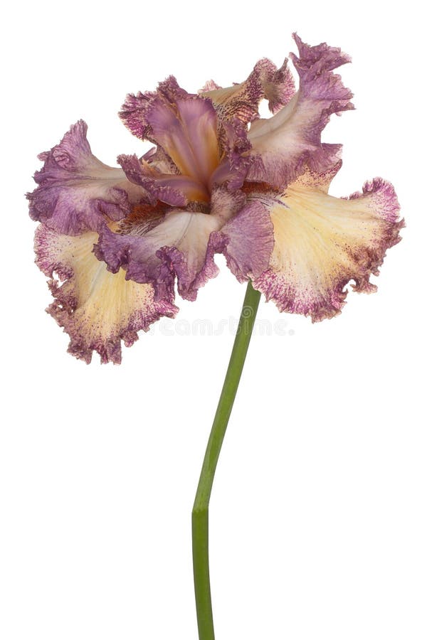 Blendenblume getrennt stockfotos
