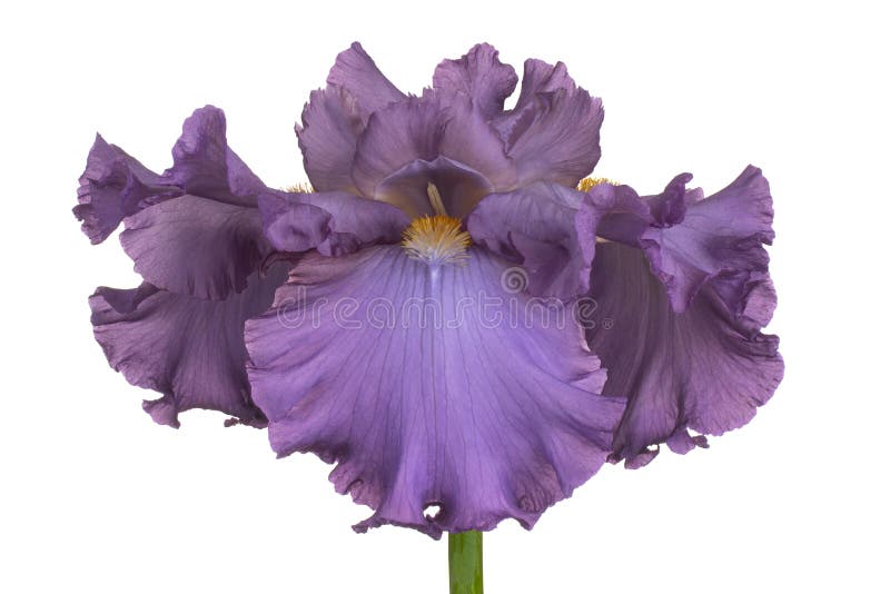 Blendenblume getrennt lizenzfreies stockfoto Blendenblume getrennt lizenzfreies stockfoto