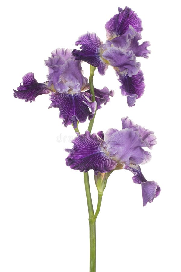 Blendenblume getrennt stockbild