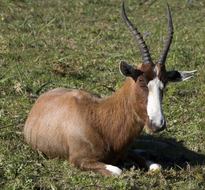 Blesbok