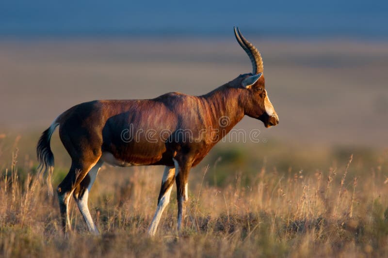 Blesbok antelope