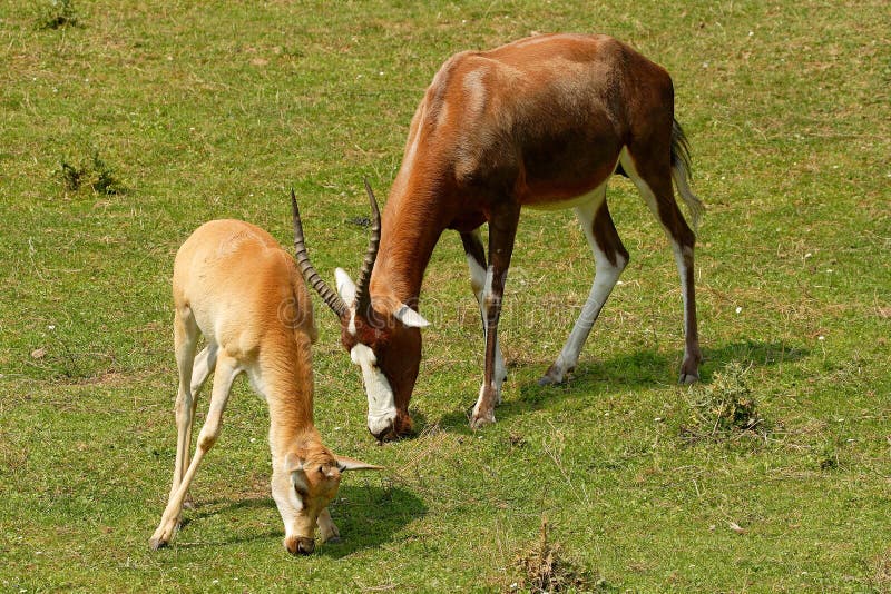 Blesbok antelope