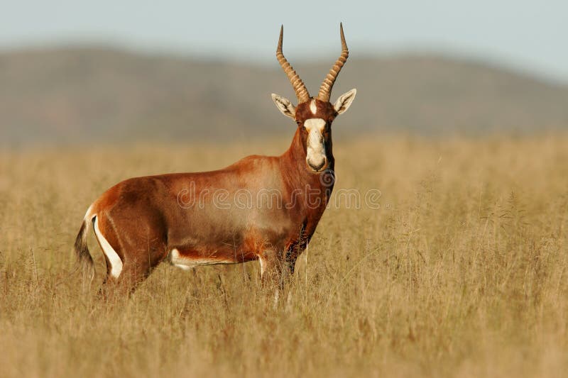 Blesbok antelope