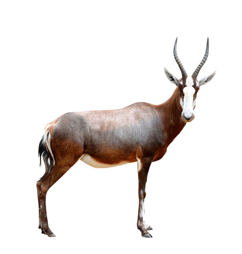 Blesbok antelopes