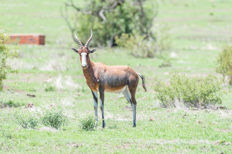 A blesbok or blesbuck, Damaliscus pygargus phillipsi, in the Franklin Nature Reserve on Naval Hill in Bloemfontein. It is a medium sized antelope endemic to South Africa