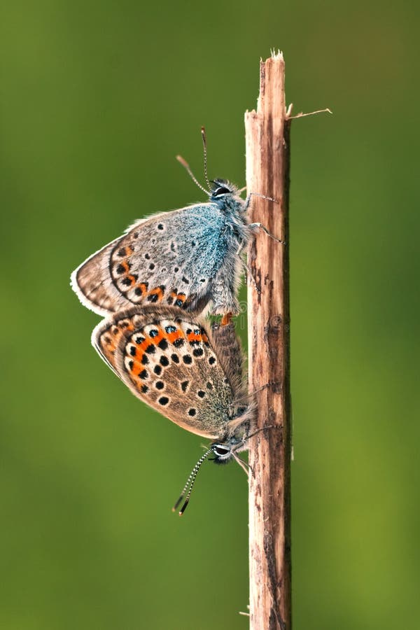 bleu Argent-clouté (Plebejus Argus) photographie stock bleu Argent-clouté (Plebejus Argus) photographie stock