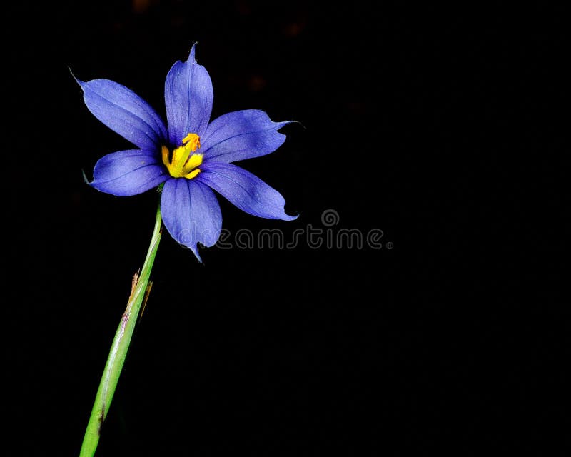 Bleu de fleur photographie stock Bleu de fleur photographie stock