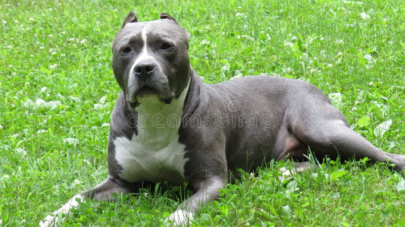 Chien Bleu De Pitbull De Blanc Gris Photos Libres De Droits Et Gratuites De Dreamstime