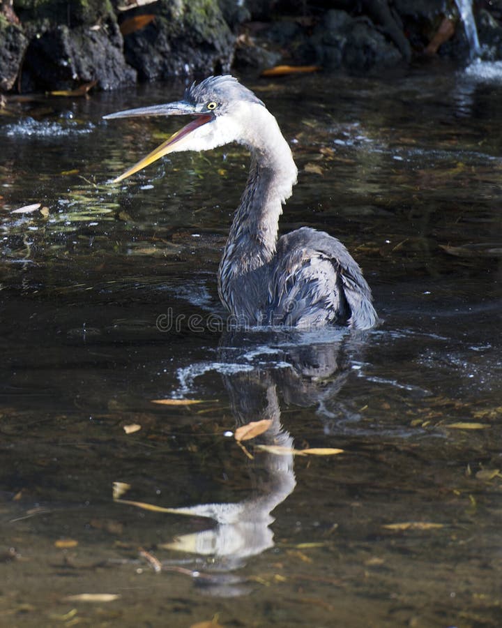 Blue Heron bird Stock Photos. Portrait. Picture. Image. Photo. Bathing in the water. stock image