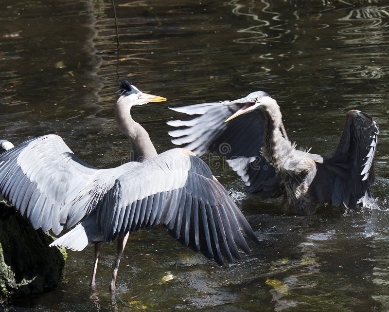 Blue Heron bird Stock Photos. Portrait. Picture. Image. Photo. Spread wings. Bird interaction. stock photos