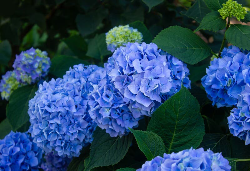Bleu hydrangea changeable grand jardin à feuillus français buisson photographie stock