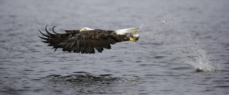bli skallig den fångande örnfisken arkivfoton bli skallig den fångande örnfisken arkivfoton