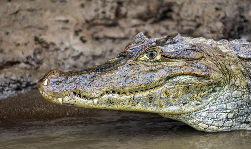 Blick auf den Krokodil-Kopf im Wasser in der Nähe des Ufers stockbilder