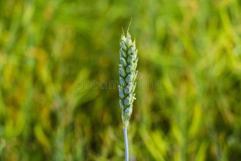 Blick auf ein junges grünes Weizen- oder Gerstenohr auf einem unscharfen Hintergrund eines grünen Feldes lizenzfreies stockfoto Blick auf ein junges grünes Weizen- oder Gerstenohr auf einem unscharfen Hintergrund eines grünen Feldes lizenzfreies stockfoto
