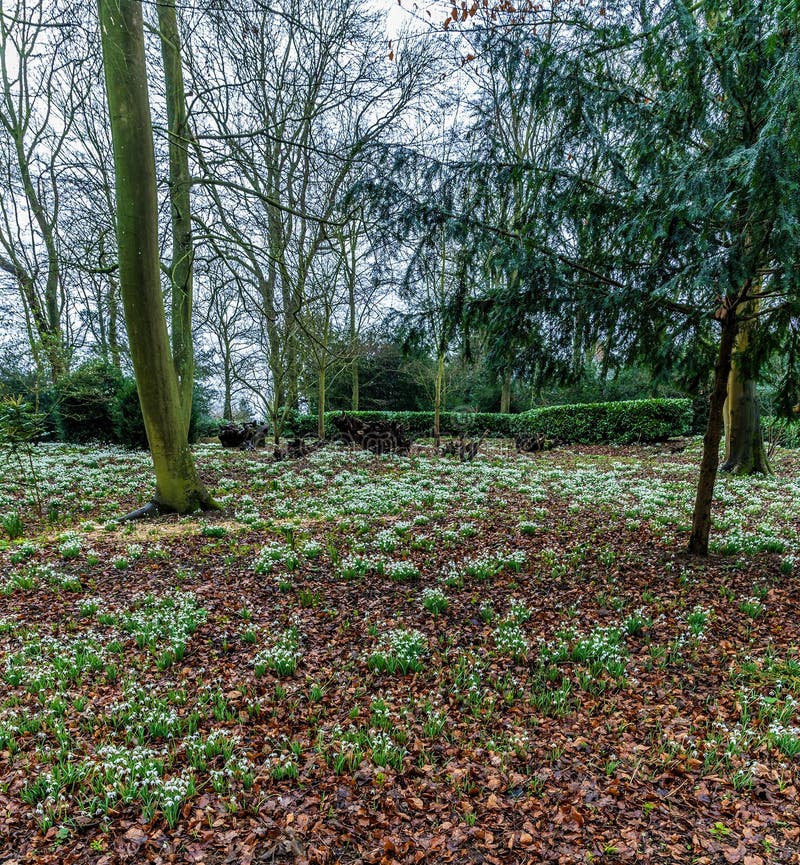 Blick auf einen Schneeschuhteppich in einem Wald im Dorf Lamport northamptonshire uk stockfotos