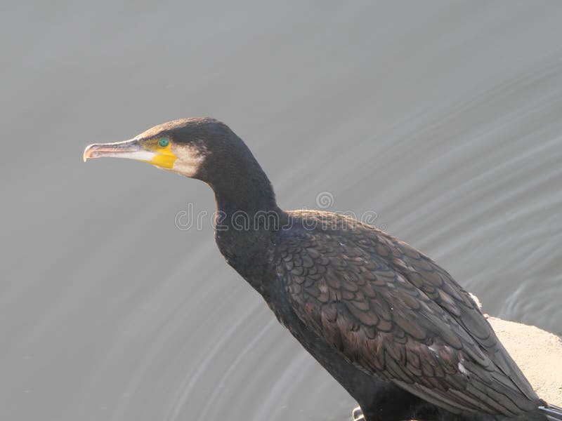 Blick von oben auf einen Kormoran, der auf einer betonierten Plattform am Ufer des Wassers sitzt