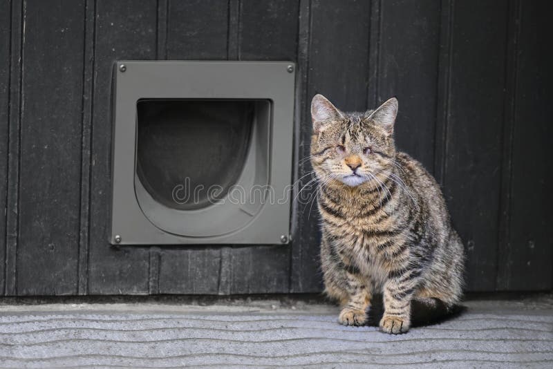 Blind domestic cat sitting in front of a cat flip. stock photo Blind domestic cat sitting in front of a cat flip. stock photo