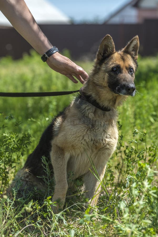 Are German Shepherds Color Blind