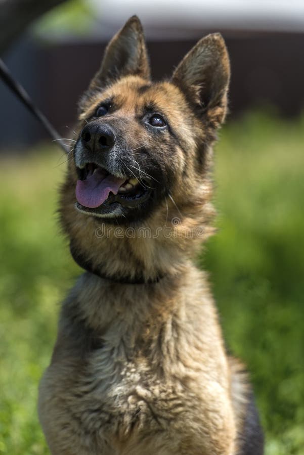 Blind German Shepherd Dog at Animal Shelter Stock Image Image of
