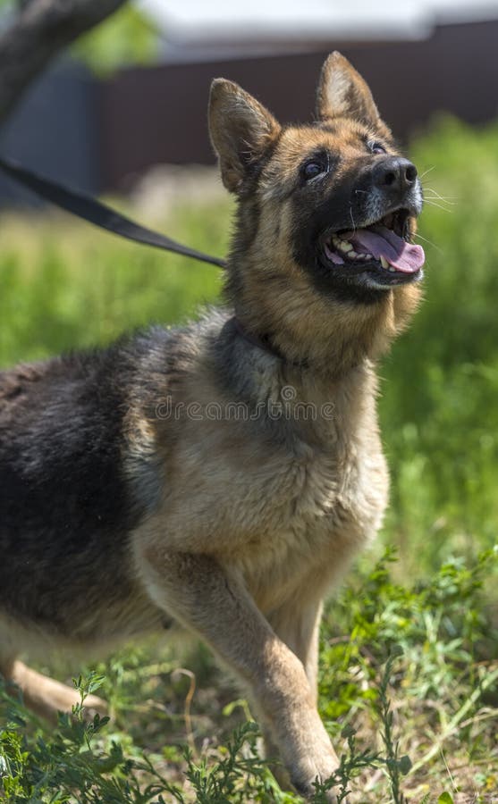 Blind German Shepherd Dog at Animal Shelter Stock Image Image of