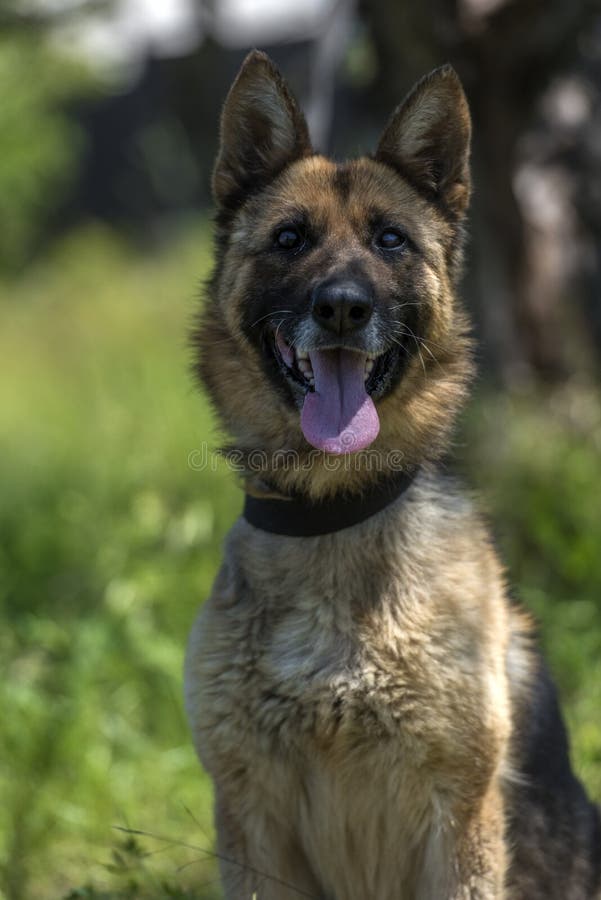 Blind German Shepherd Dog at Animal Shelter Stock Image Image of