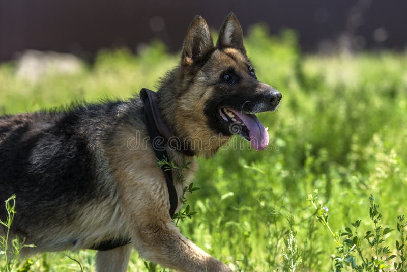Blind German Shepherd Dog at Animal Shelter Stock Photo Image of