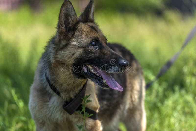 Blind German Shepherd Dog at Animal Shelter Stock Photo Image of