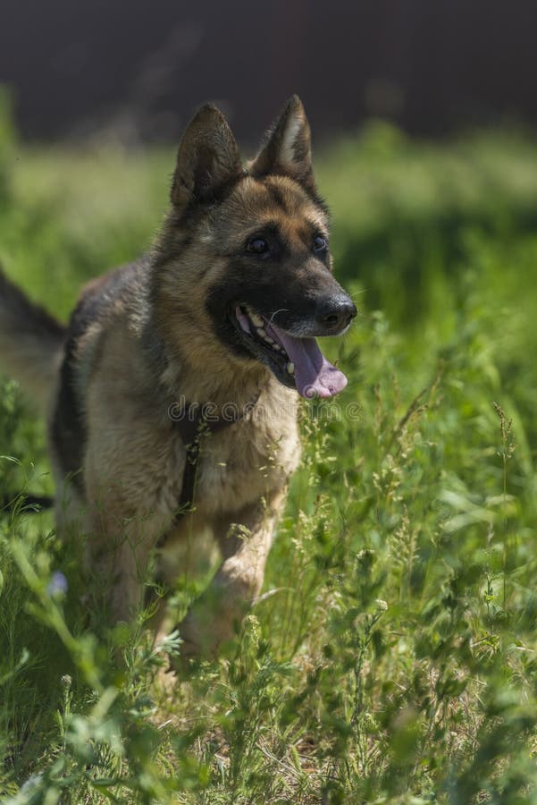 Blind German Shepherd Dog at Animal Shelter Stock Photo Image of