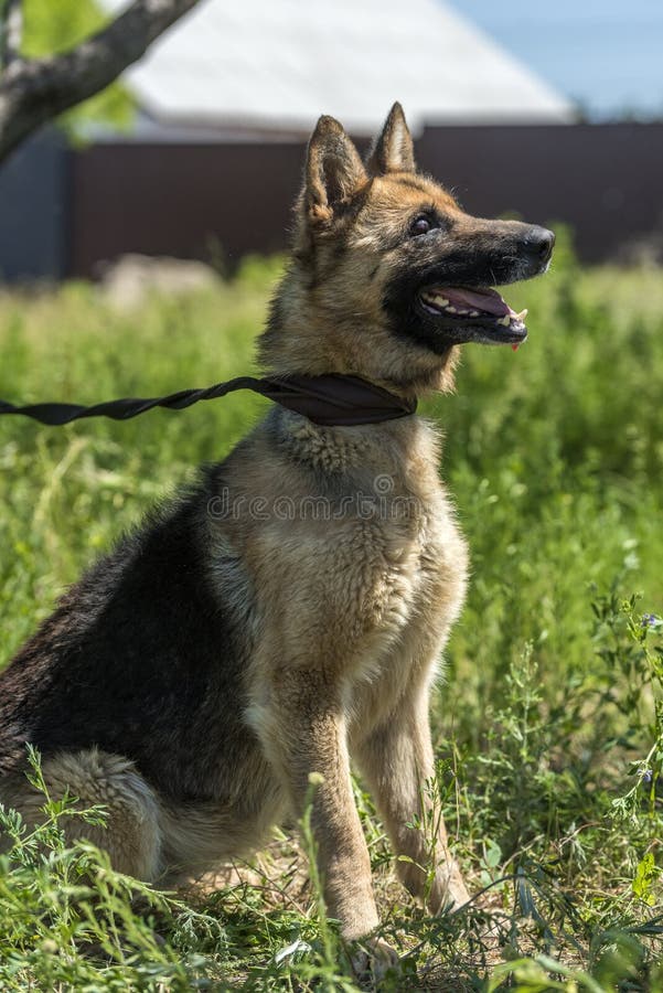 Blind German Shepherd Dog at Animal Shelter Stock Photo Image of
