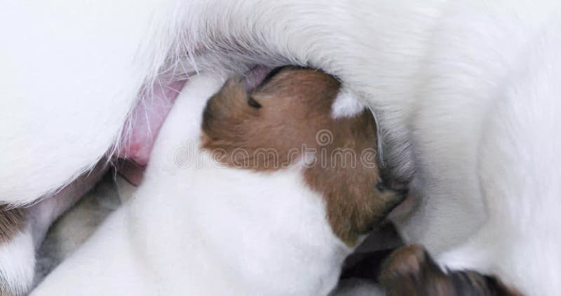 https://thumbs.dreamstime.com/b/blind-jack-russell-terrier-puppy-looking-boobs-his-mother-caring-puppies-nursing-dogs-mothers-day-blind-jack-307696286.jpg