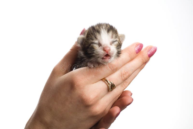 Blind kittens on hand.