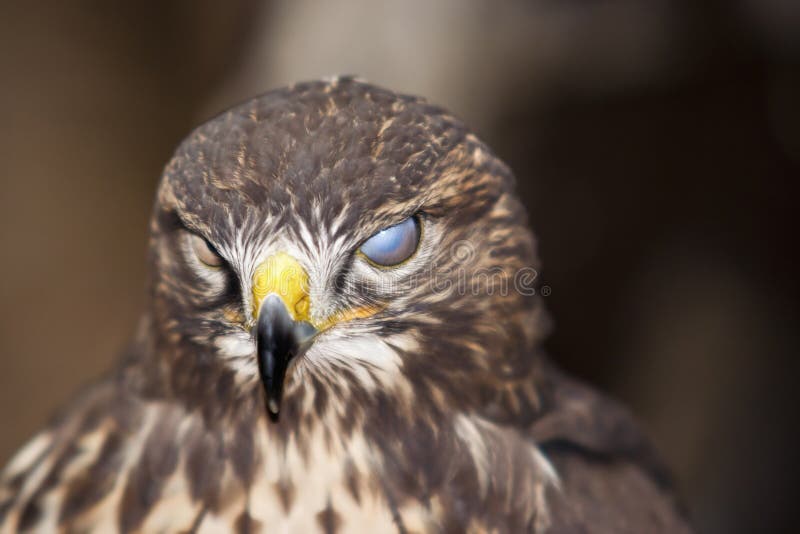 Blinder Bussard stockfoto Blinder Bussard stockfoto
