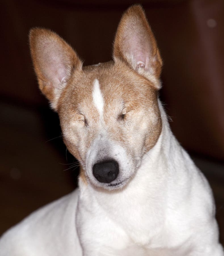 Blinder Hund stockfoto. Bild von steckfassung, frau, weibchen 13102536