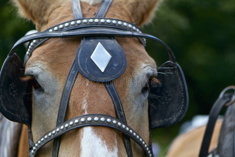 Blinders stock image. Image of harness, close, bridle 47021777