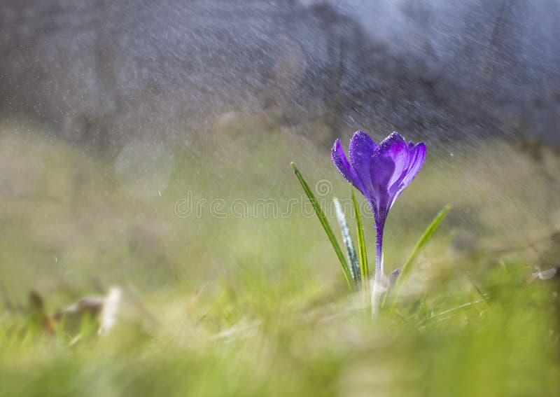 Blint regn arkivfoto Blint regn arkivfoto
