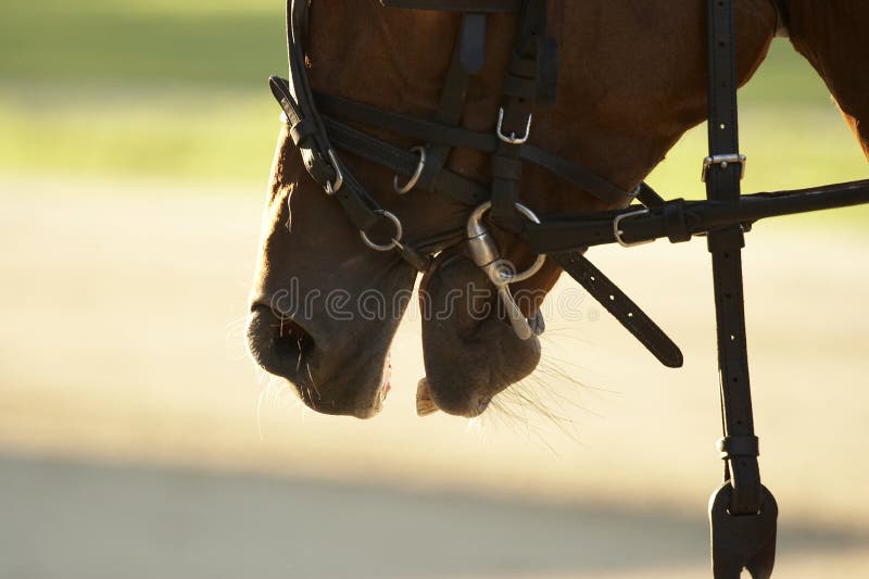 A close-up image of the head of a horse in reins. A close-up image of the head of a horse in reins.