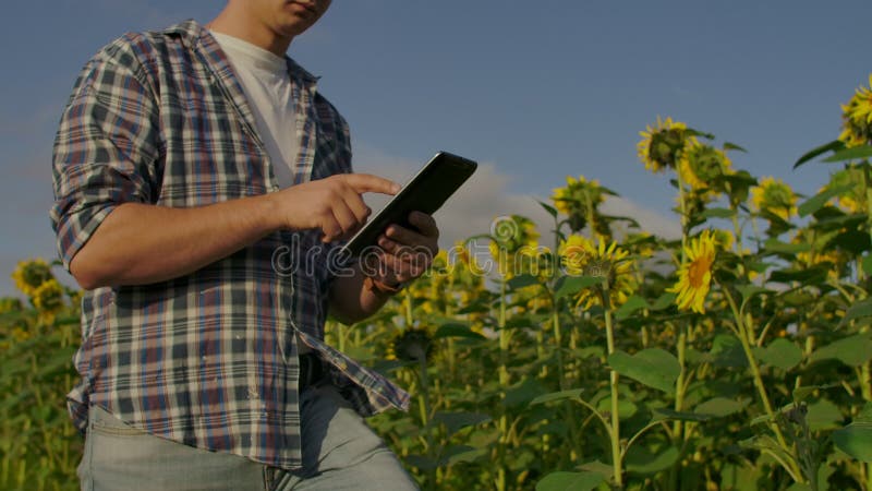 Blisko - Młody mężczyzna spaceruje po polu słonecznika w słoneczny dzień używać cyfrowego tabletu