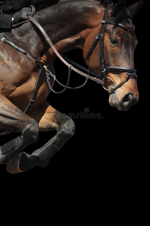 Close up of brown show jumping horse isolated on black. Close up of brown show jumping horse isolated on black