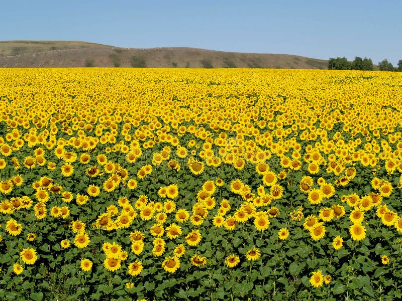 Blissful field of sunflowers 2