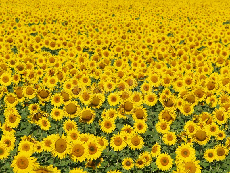 Blissful field of sunflowers 4