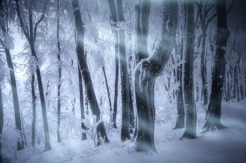 Paisagem de anime com um homem caminhando por uma floresta à noite