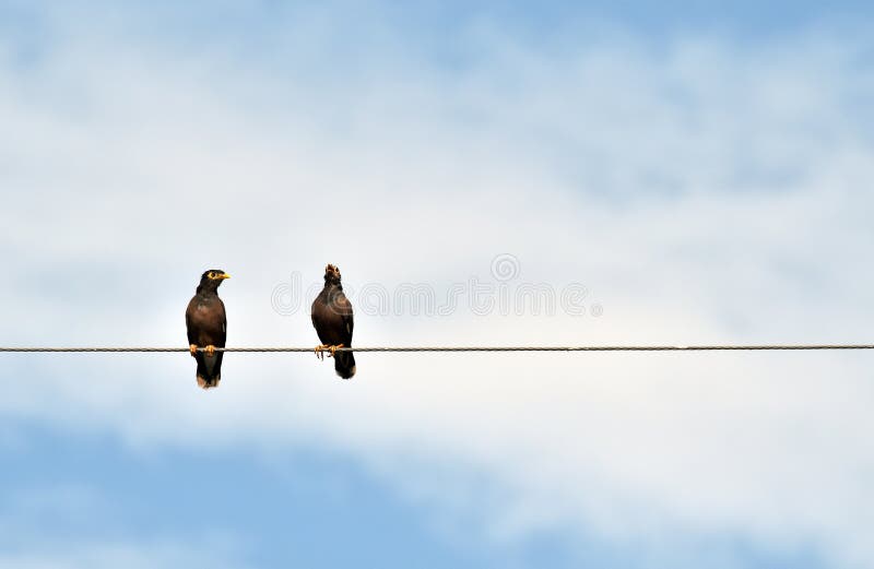 Bliźniaczy ptak na elektrycznym kablu pod bielu niebieskim niebem i chmurą zdjęcia royalty free Bliźniaczy ptak na elektrycznym kablu pod bielu niebieskim niebem i chmurą zdjęcia royalty free