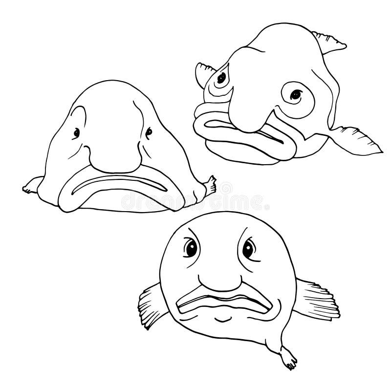 Blobfish Images – Browse 233 Stock Photos, Vectors, and Video