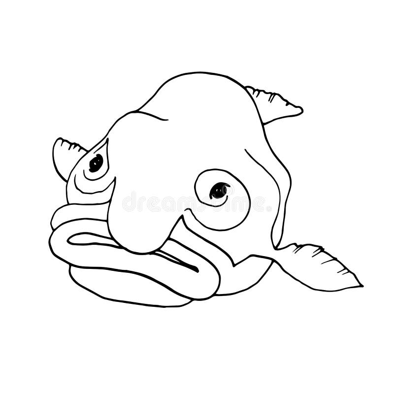 Blobfish Stock Illustrations – 43 Blobfish Stock Illustrations