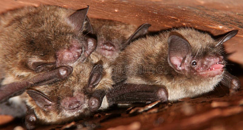 Pipistrelli Brunetti - Situazione Difficile immagine stock libera da diritti