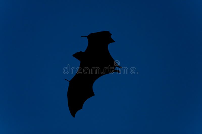 Blocco durante il volo alla notte fotografie stock libere da diritti Blocco durante il volo alla notte fotografie stock libere da diritti