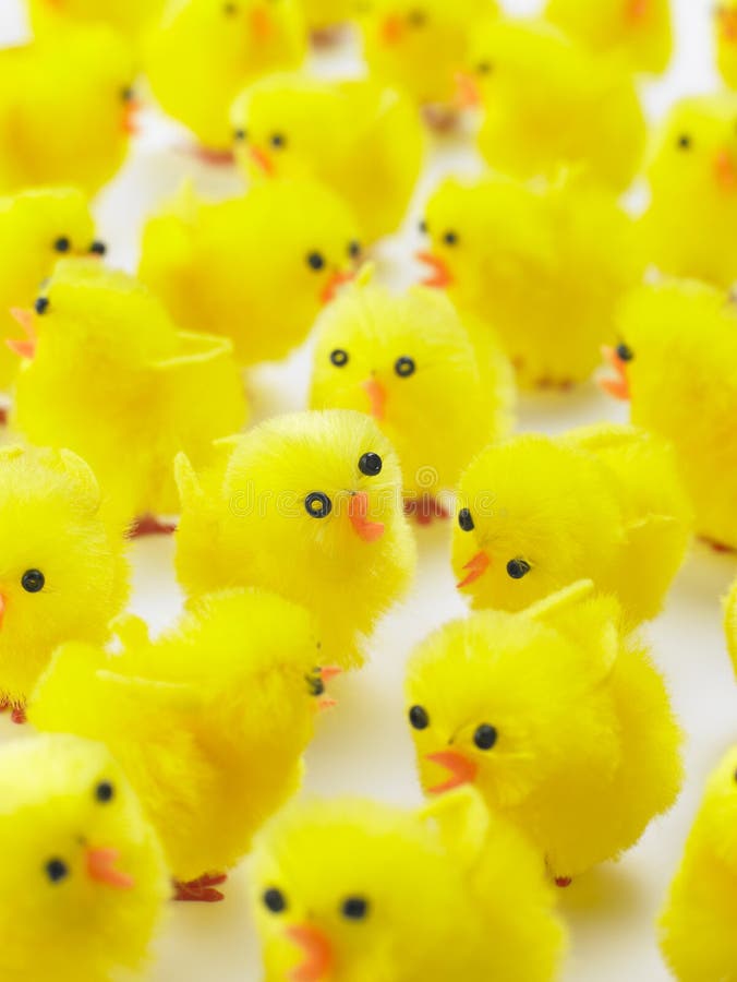 Blocco per grafici completo dei pulcini di Pasqua fotografie stock Blocco per grafici completo dei pulcini di Pasqua fotografie stock