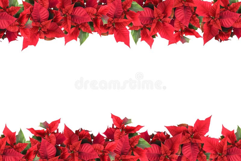 Christmas frame from poinsettias isolated on white. Christmas frame from poinsettias isolated on white