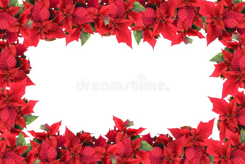 Christmas frame from poinsettias isolated on white. Christmas frame from poinsettias isolated on white