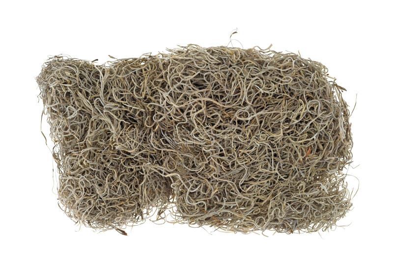 Block Of Spanish Moss For Crafts Stock Photo Image 48755768